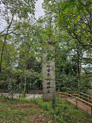 3000 Year Old Tree Si Qiu Gu Shu Black Tea 25g