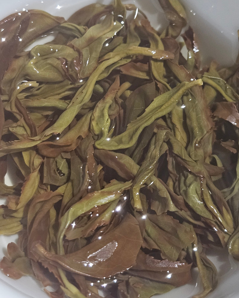 (Send From USA) 2025 Oncidium  Fragrance Phoenix Mountain  Oolong Tea