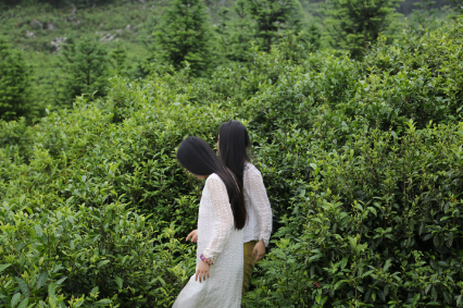 Guizhou Maojian Wild Green Tea from 90-100 Year Old Single Buds Tea Trees