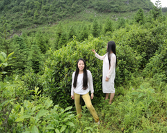 Guizhou Maojian Wild Green Tea from 90-100 Year Old Tea Trees 1 bud 1 leaf