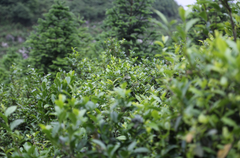 Guizhou Maojian Wild Green Tea from 90-100 Year Old Tea Trees 1 bud 1 leaf