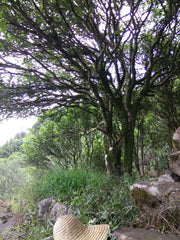 Gardenia, Huang Zhi Xiang, Phoenix Mountain Oolong--Tea Jia Chang mother tree