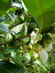 Winter Harvest Honeysuckle（Yin Hua Xiang 银花香）Phoenix Mountain Oolong Tea